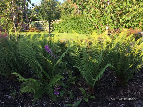 Acorn Landscapes